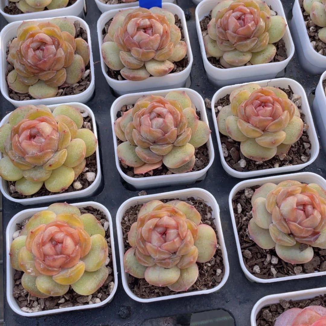 819号 珍妮红色恋人单头一个