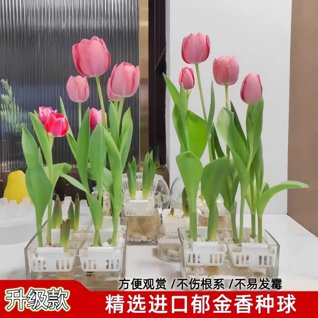 进口郁金香种球耐寒好养水培土培阳台室外都可种植多年生种球盆栽