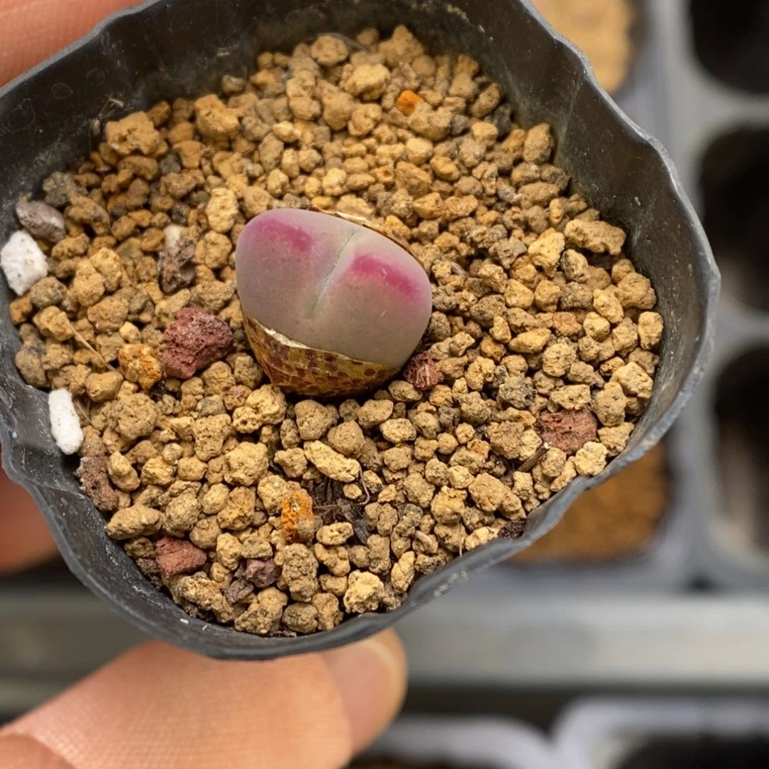 多肉植物肉锥杂交K-3764