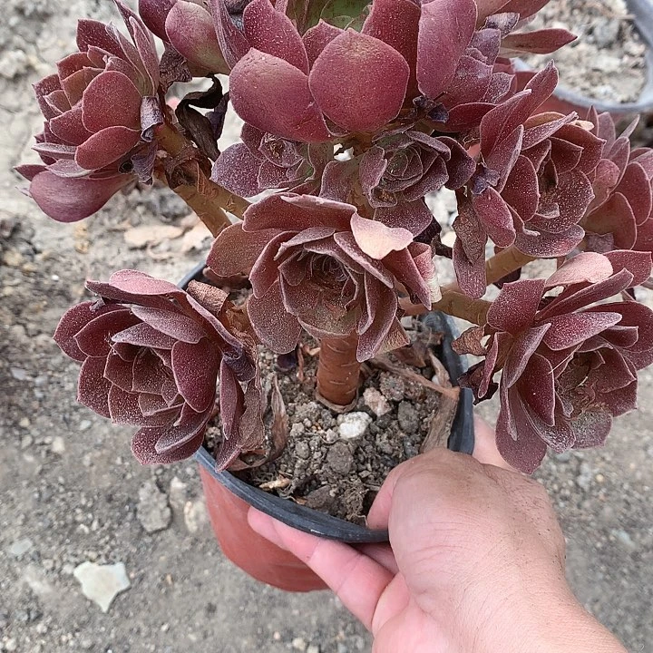 767赤焰莲多肉植物