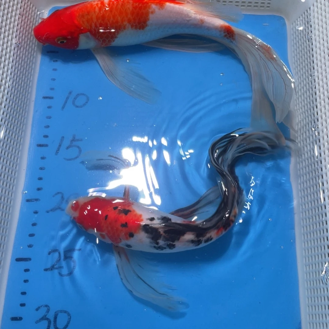 锦鲤锦鲤包邮包售后