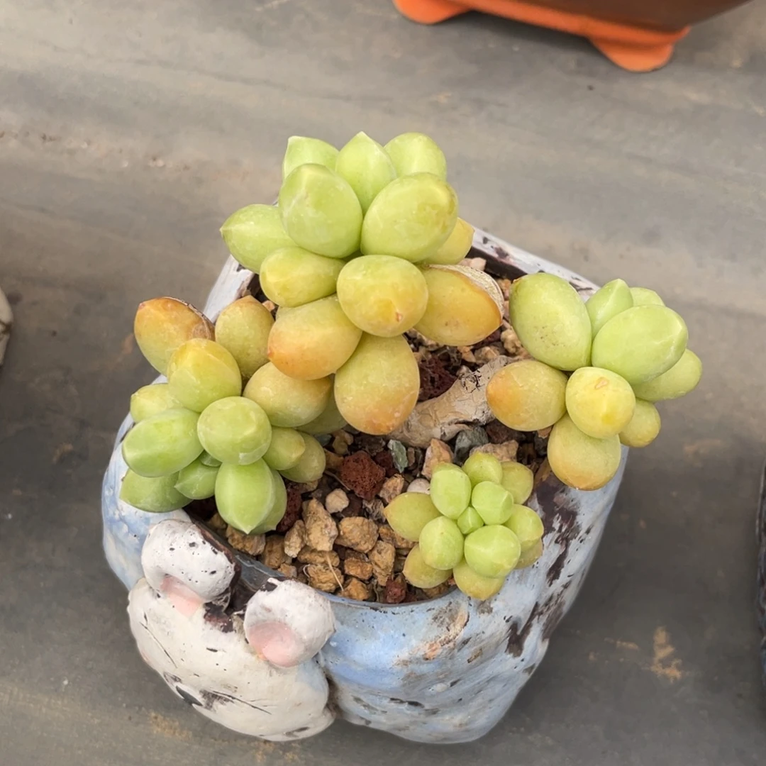 丸叶香蕉树群带盆