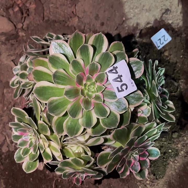544玉芙蓉多肉植物不售后