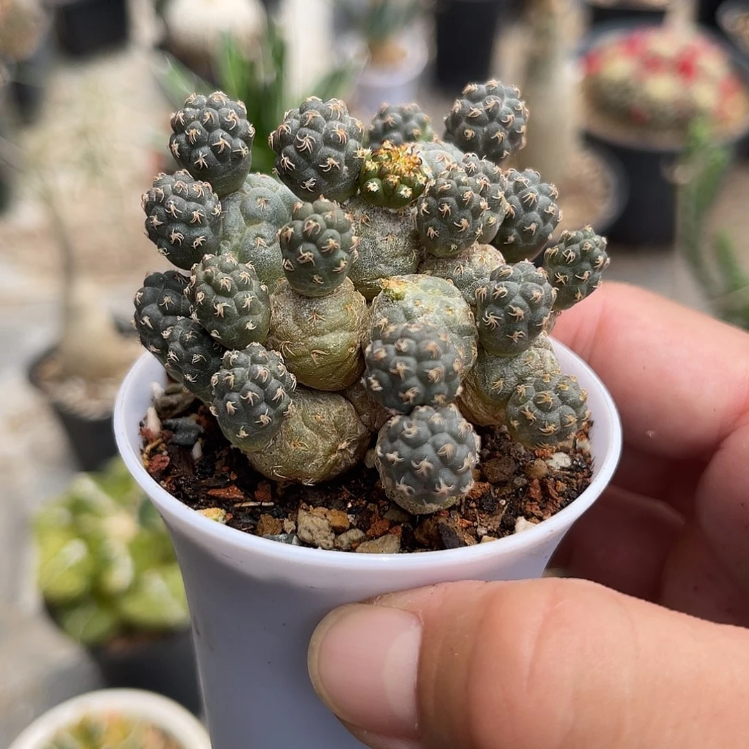 足球团扇下单包邮