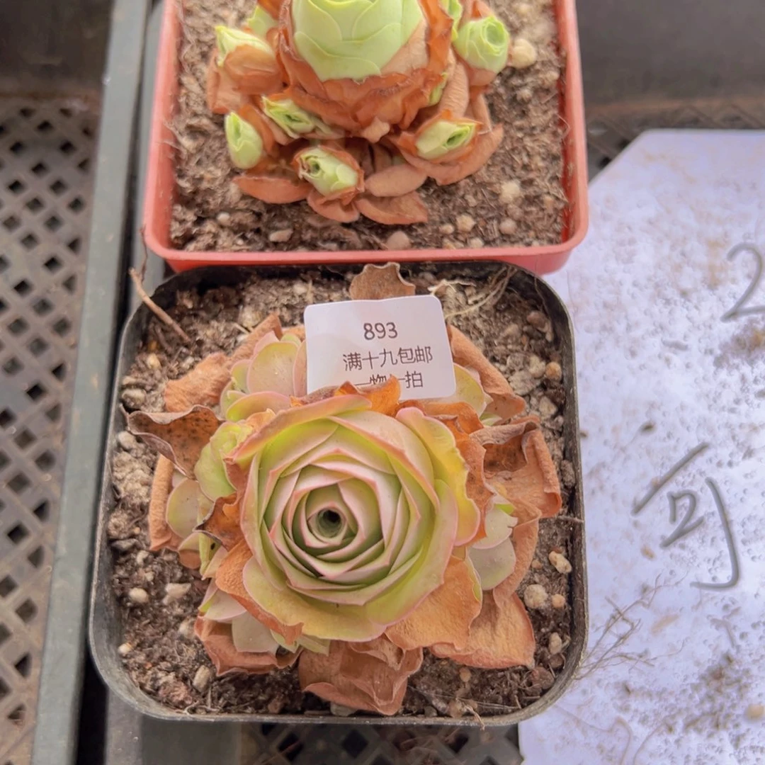 893 侧牙掉了不包损无售后