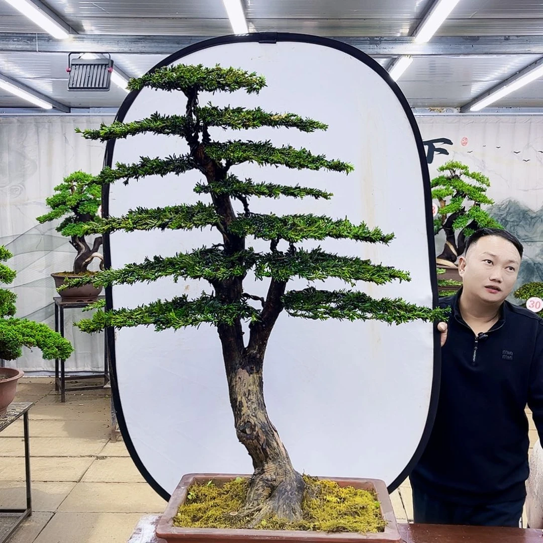 无花朵罗汉松盆景专场直播