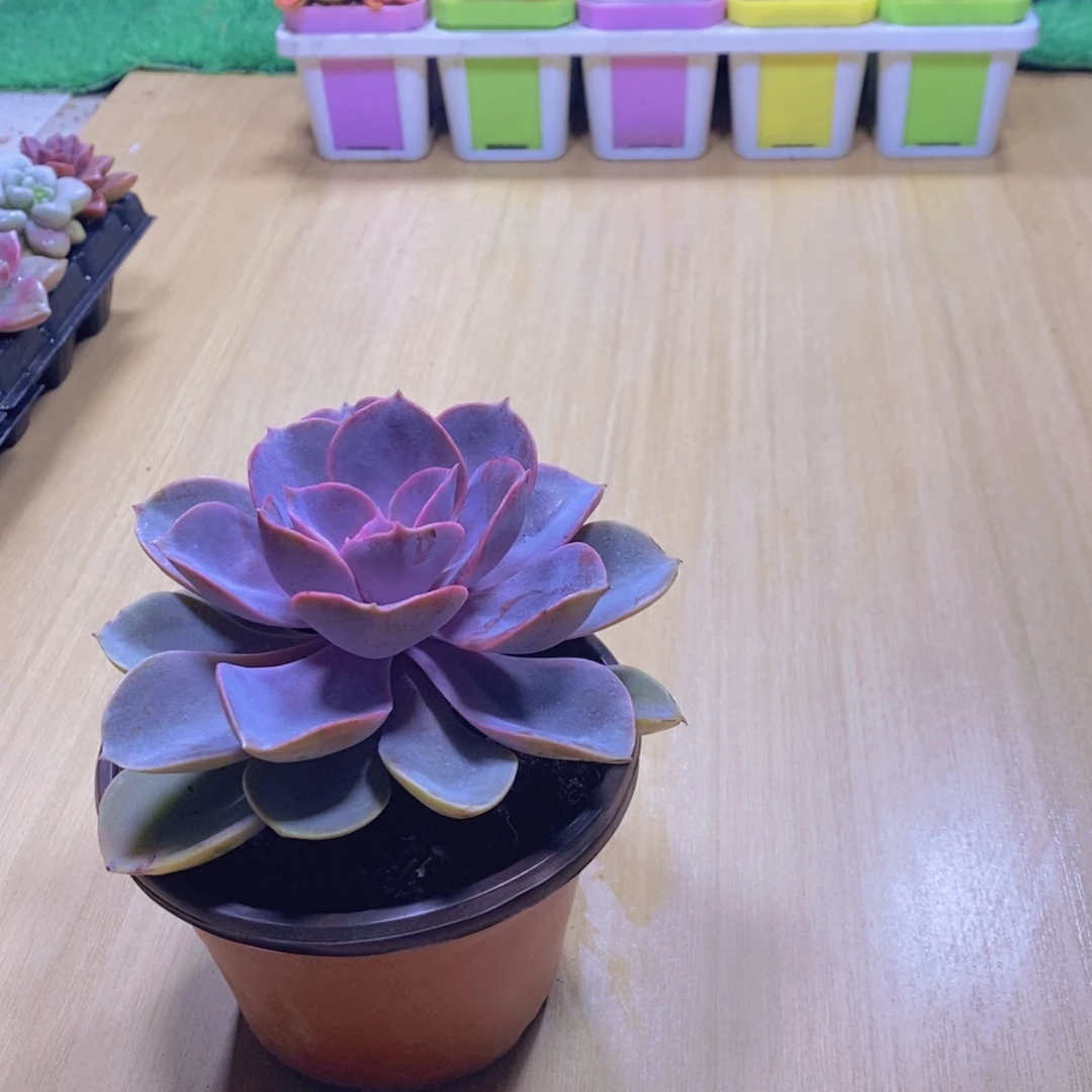 无花朵多肉植物紫珍珠90