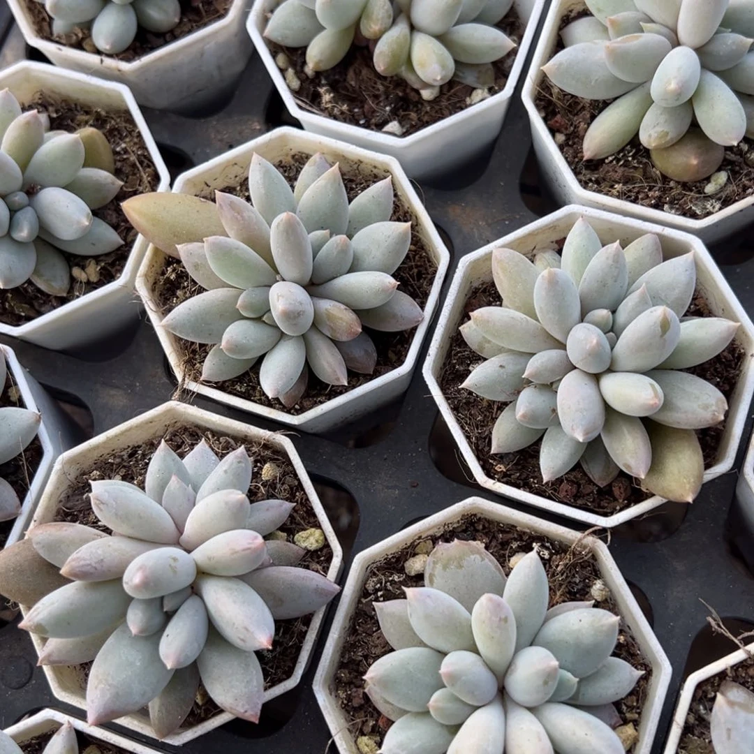 哥特萝莉双头到手1颗量拍多肉满18元包邮下午发