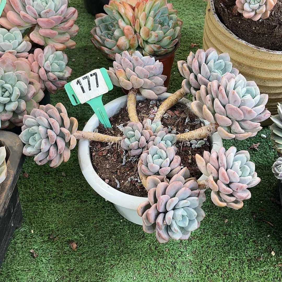 兜****花斑露多肉植物保护177