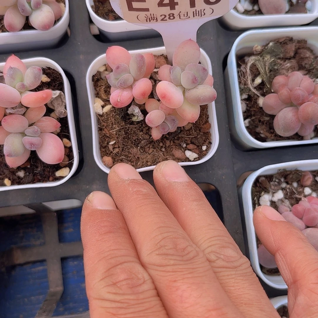 E418苹果奶一物一拍