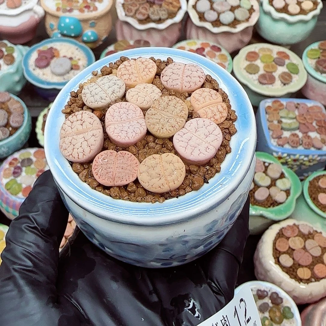 生石花满18包邮1212-12