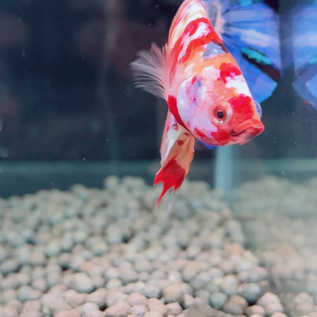 红嘴尖格鱼4号福利价格精品巨斗巨型斗鱼