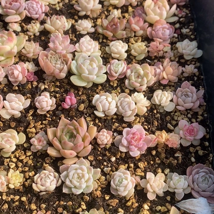 81 多肉植物盆栽花卉