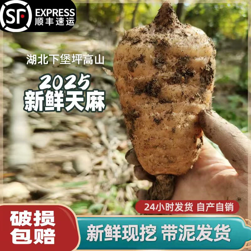 2025年新鲜天麻仿野生种植现挖现发包邮到家