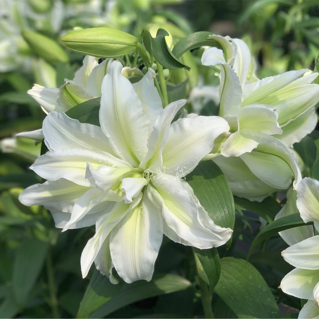 【直播专享】虹越|百合爱莎种球荷兰进口百合花种阳台庭院新手花卉