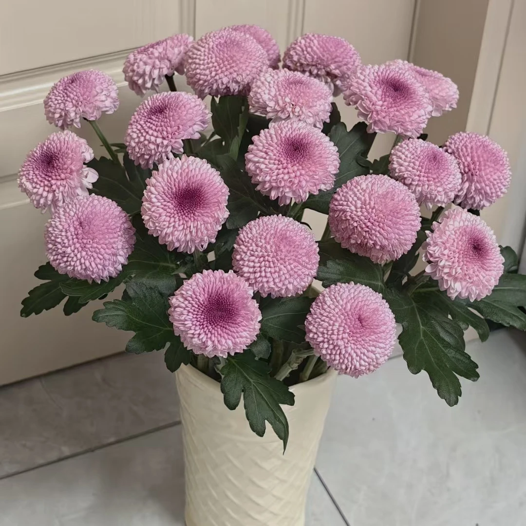 【杨鹏鲜花】粉色 乒乓菊 云南鲜花包邮