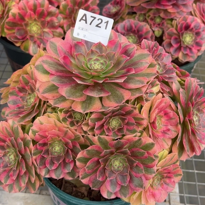 721雨荷25厘米左右