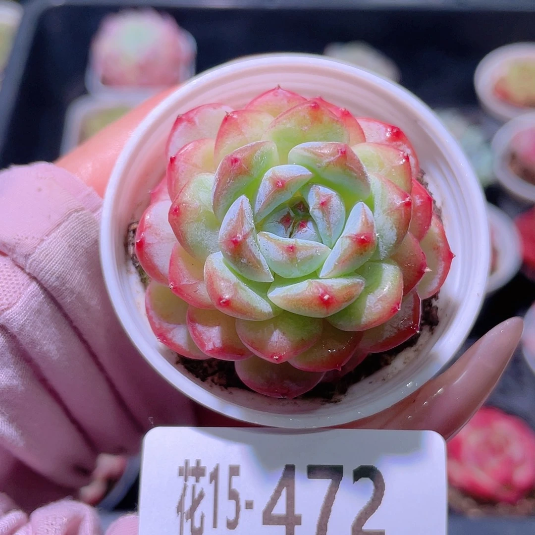 花利美15-472雪颜玉