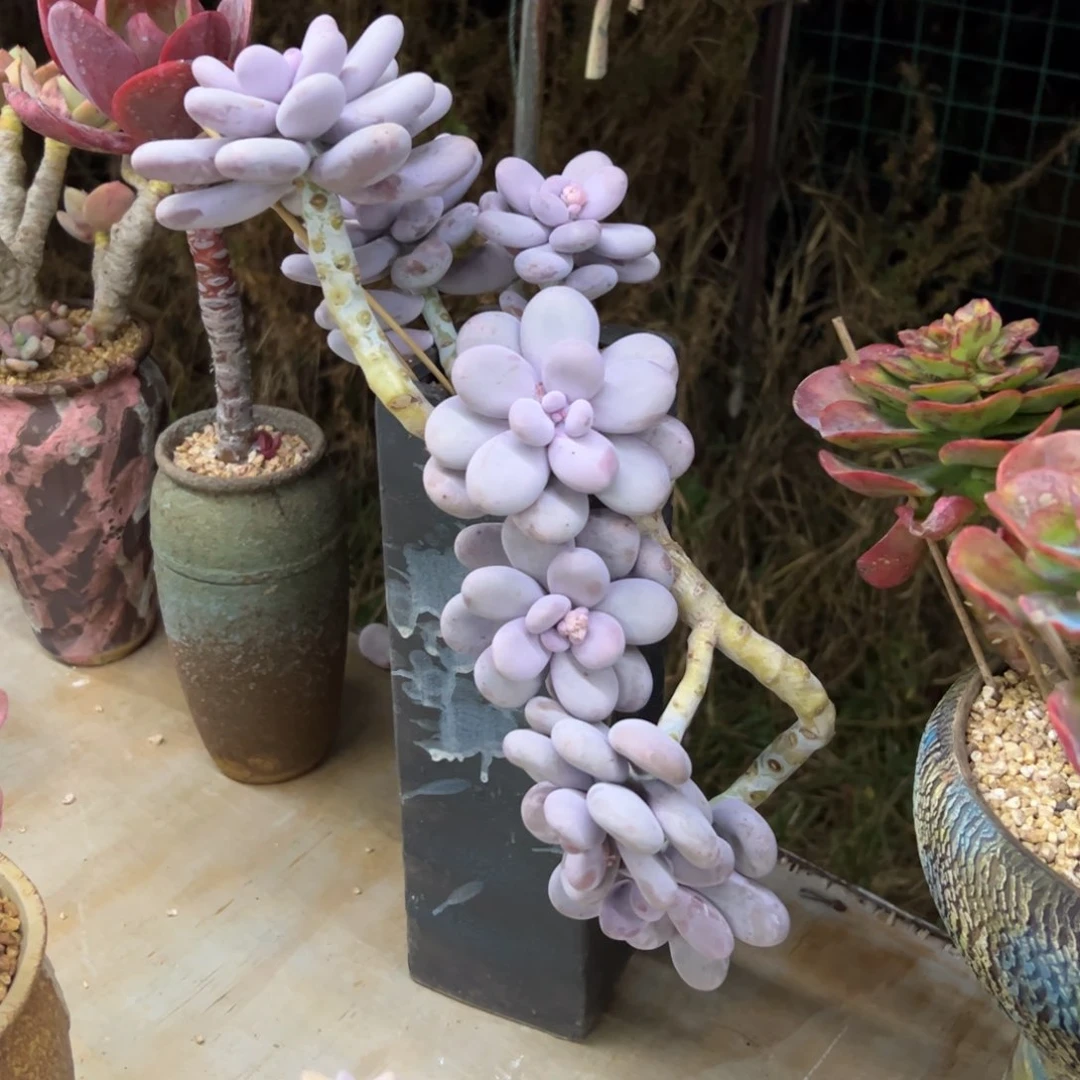 鸡蛋美人68 零零多肉植物