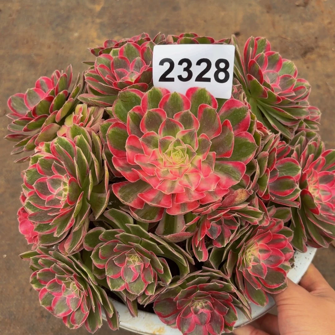 2328多肉植物孔雀翎特价