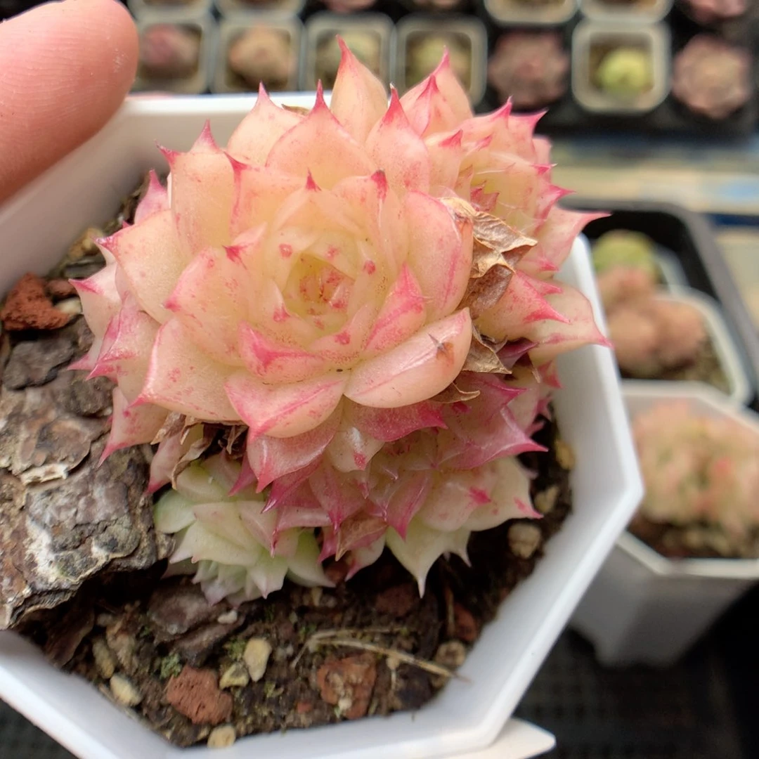 F186 ，20包邮两天凑单偏远地区不发货