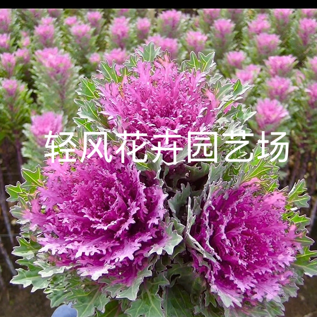 红羽鹤3个头网红ins风室外室内阳台花卉盆栽观赏好养易活耐寒植物