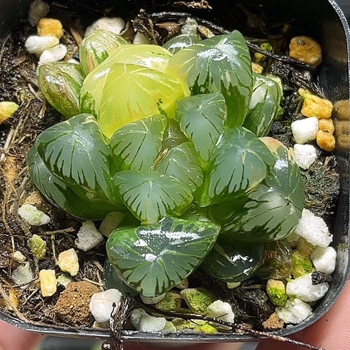 244老川玉露锦大窗