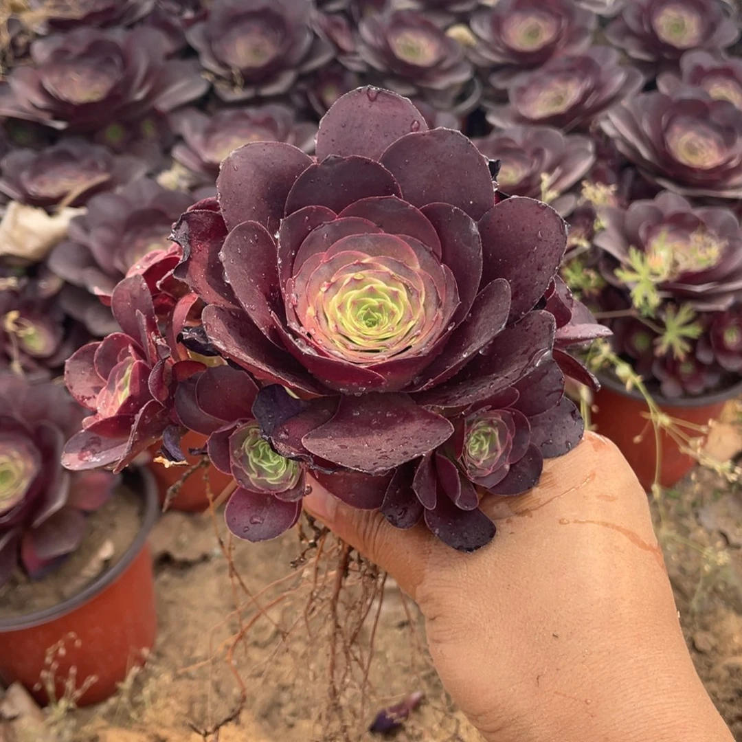 魅金玫瑰小捧5颗没有售后