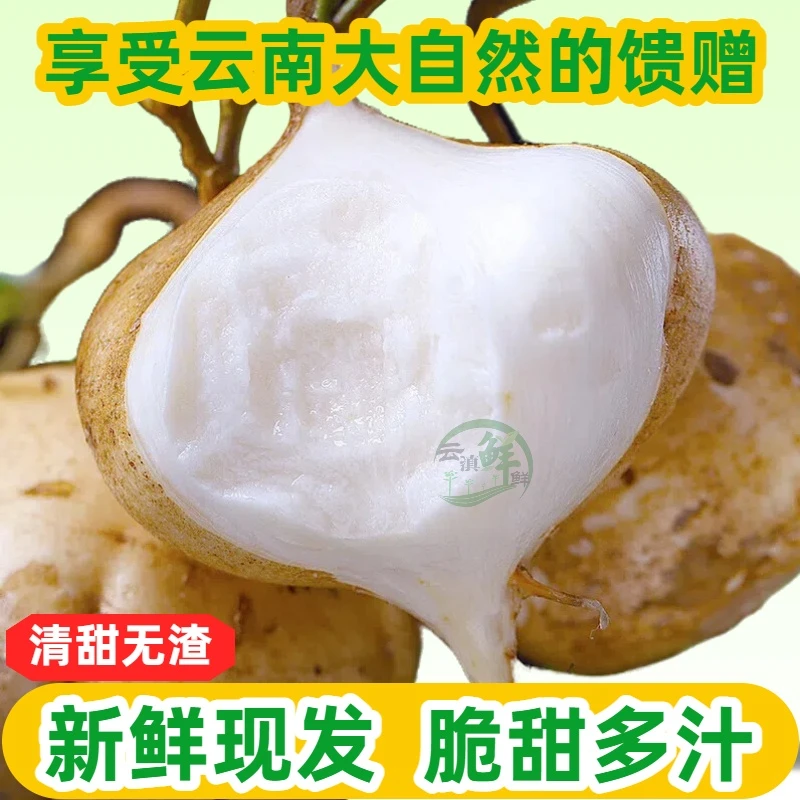 云南凉薯农家沙土地白地瓜番薯沙葛地梨水果