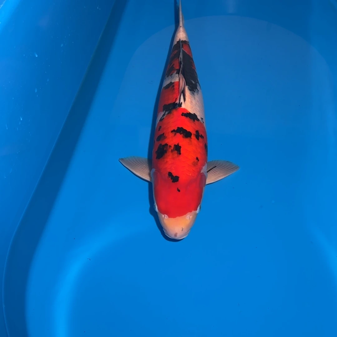 鲤科类公母搭配10-70不支持退换