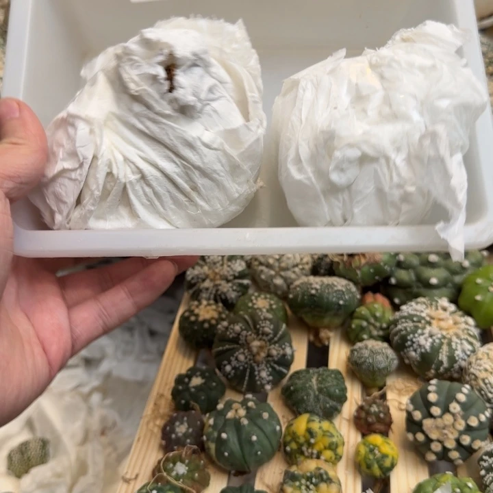 兜星球仙人球042号