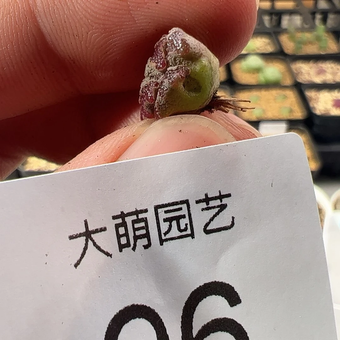 000096一物一拍有疤