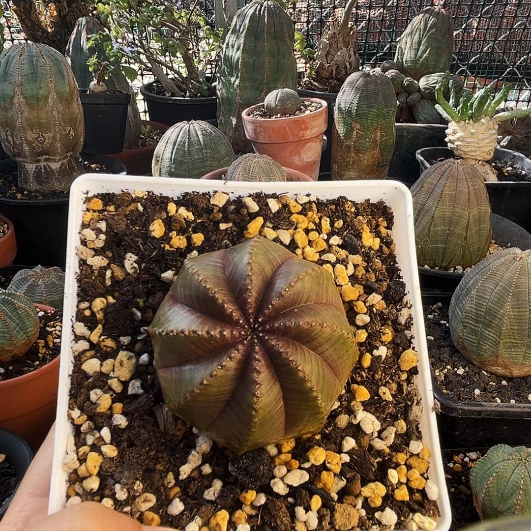 福利款，植物特殊性，拍下不退不换