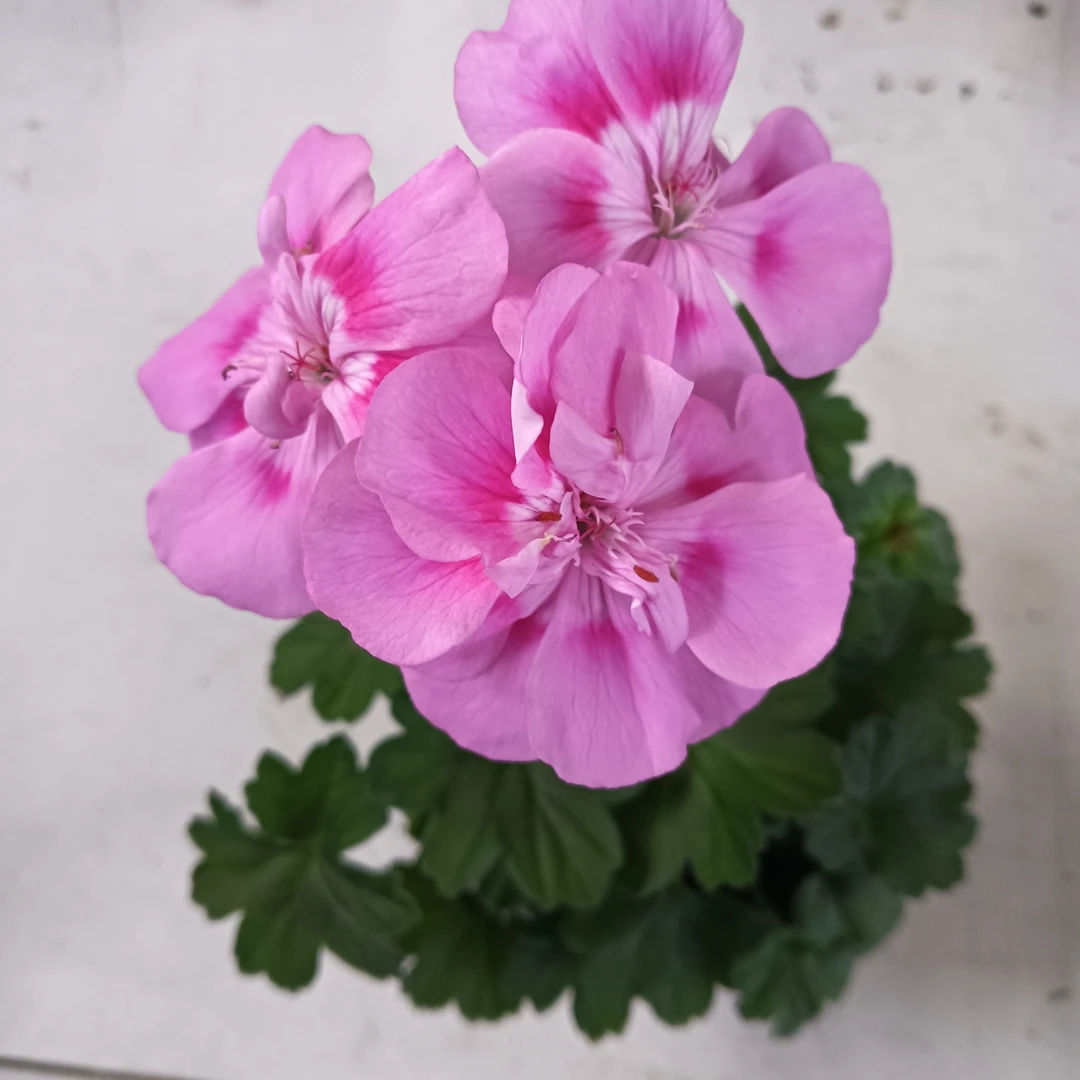 (先知鸟）天竺葵好养活四季花卉多年生盆栽花卉绿植园艺室内外花