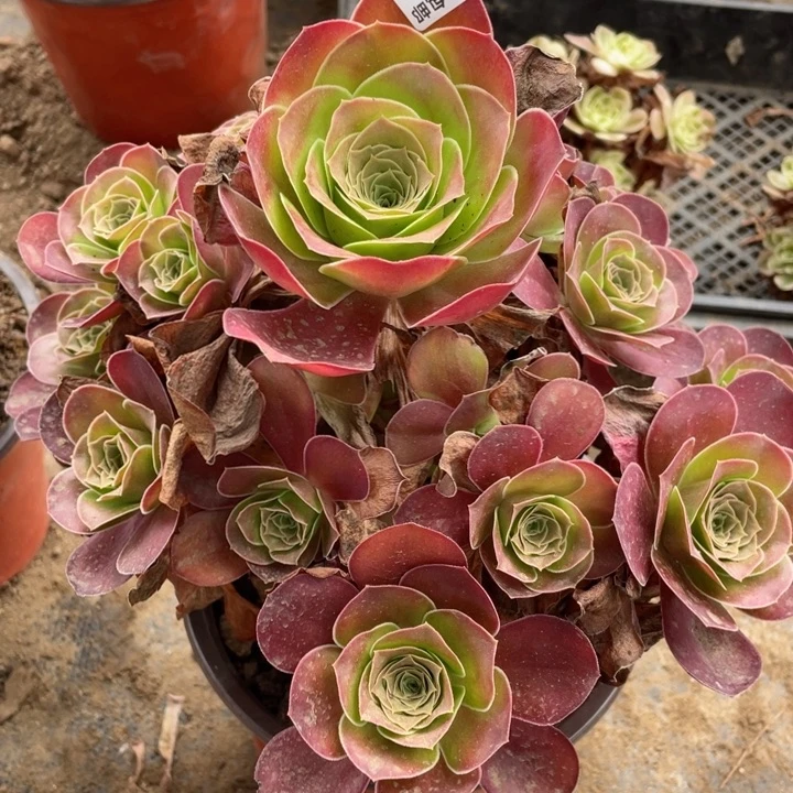 407魅金玫瑰多肉123446789