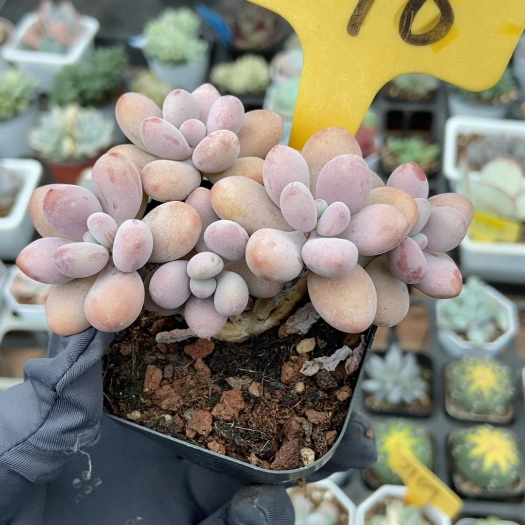 2098桃蛋多肉植物多肉
