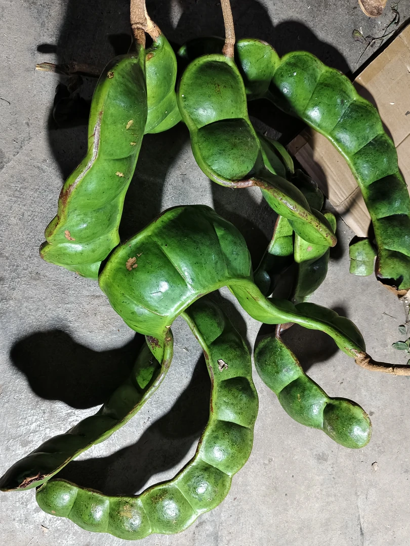 云南雨林深山自采带龙头榼藤豆荚过江龙平安豆龙豆罗汉豆