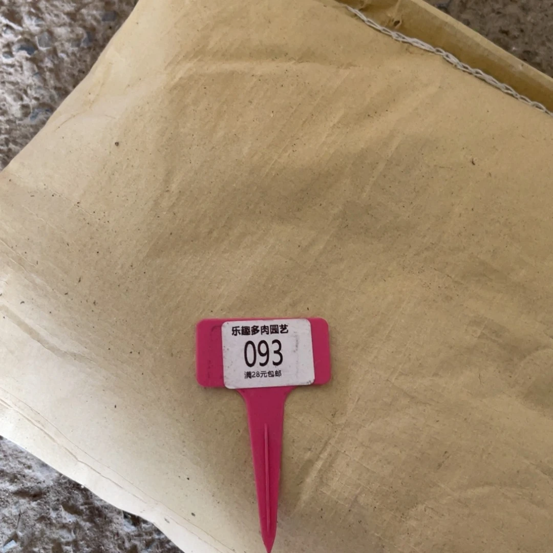 多肉植物一物一拍