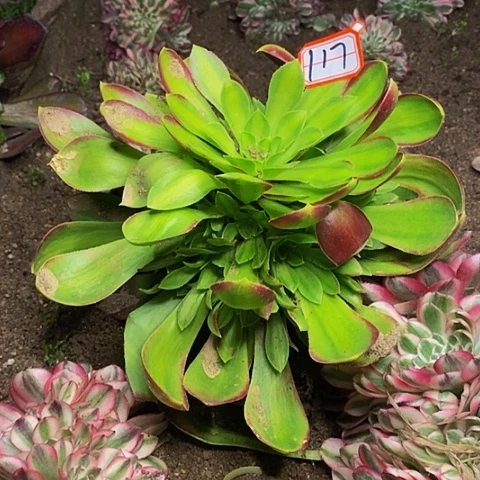 韶华菊捧花法师117