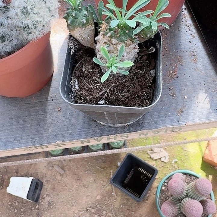 坚***底哈哈哈哈哈哈哈哈哈哈