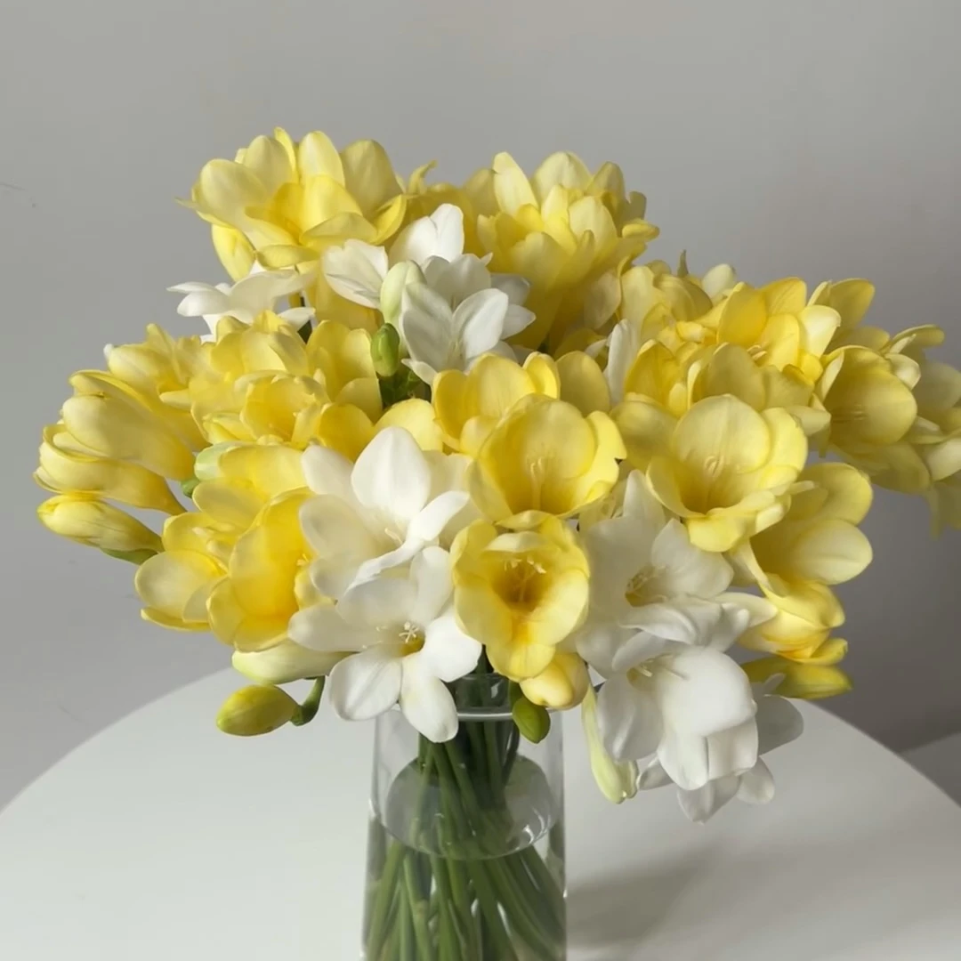 10枝白色香雪兰+10枝黄色香雪兰【两单顺丰或京东】云南鲜花基地