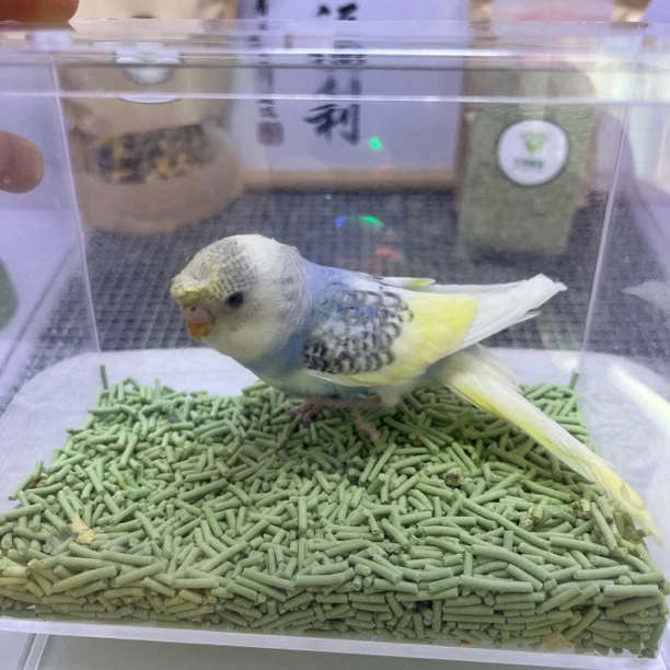 虎皮鹦鹉-独角兽珍珠彩母I8486