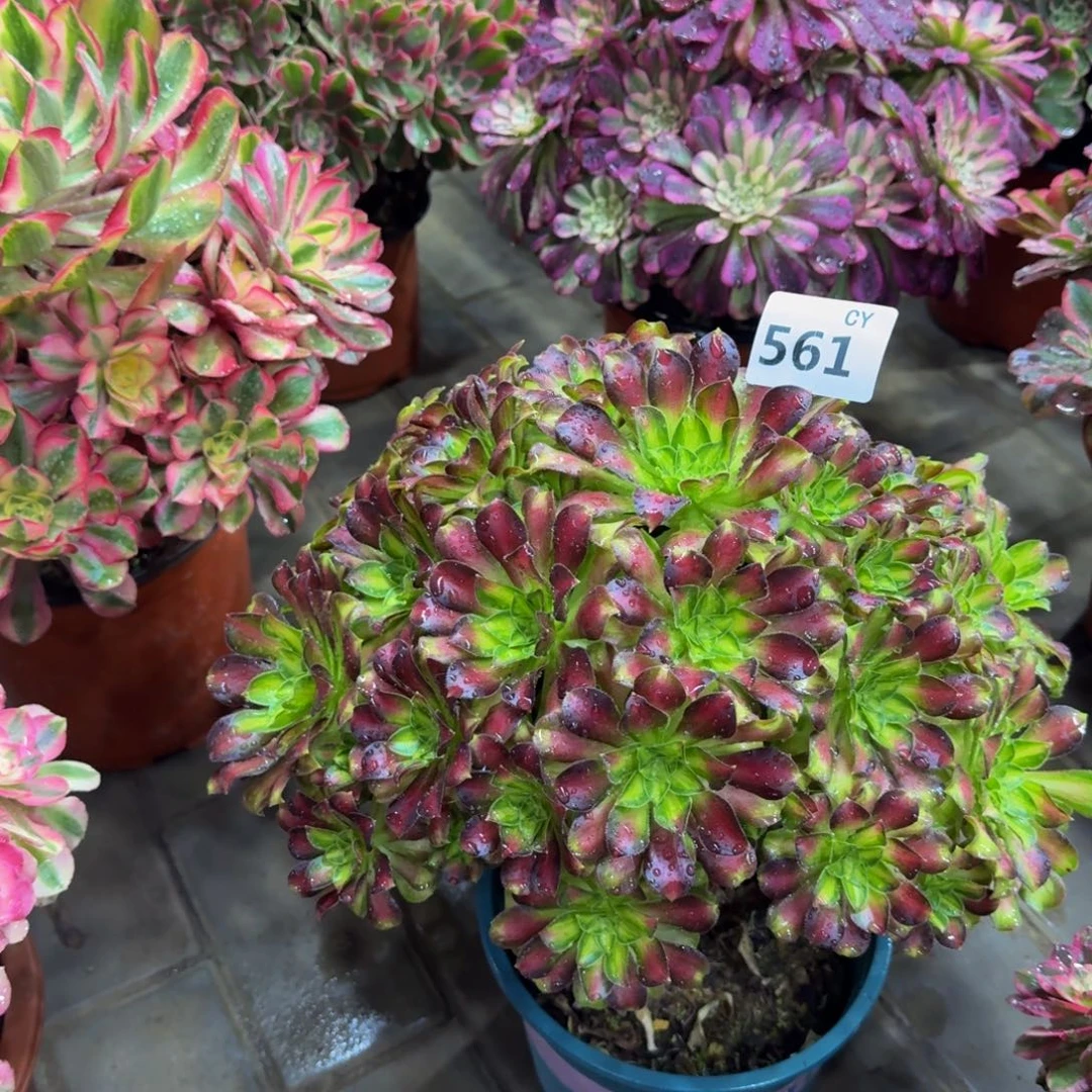 多肉植物561韶华 法师