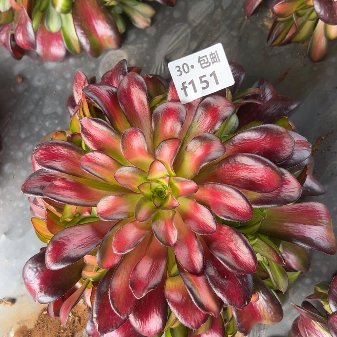 151夕阳多肉法师