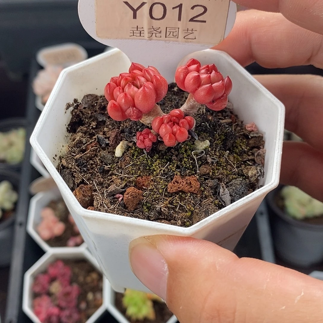 0012 红宝石 3.5cm