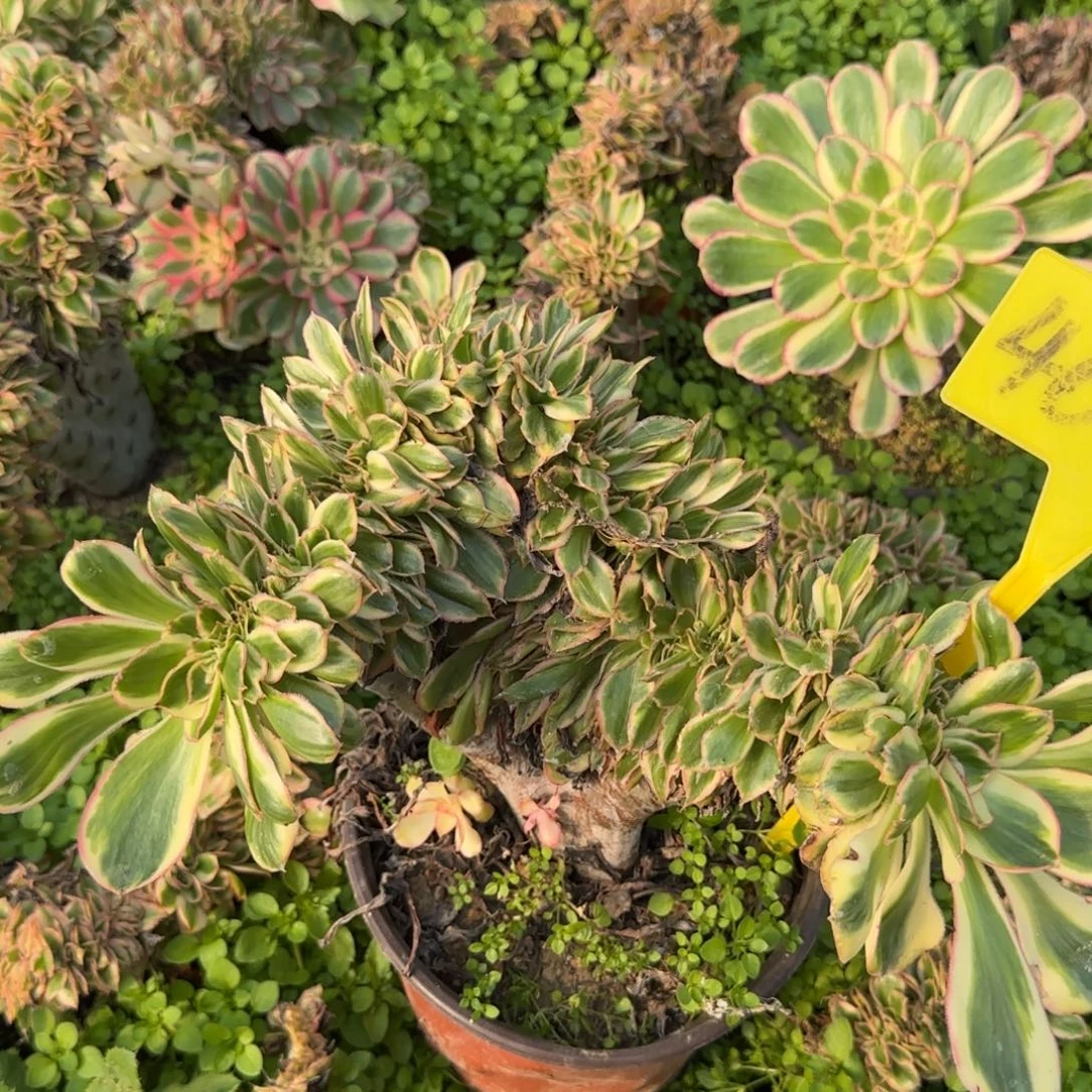 4024--燕姿缀化老桩