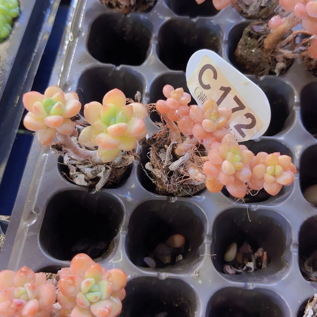 胖***虎C172两颗白鹭一物一拍