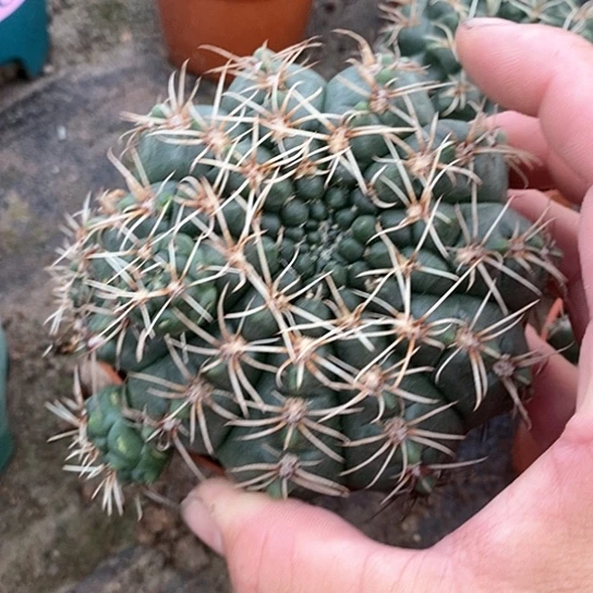 薰****一个大菲花玉仙人球