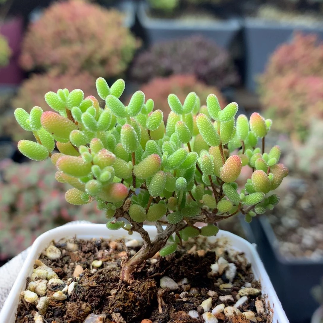 196蜜橘糖球 。