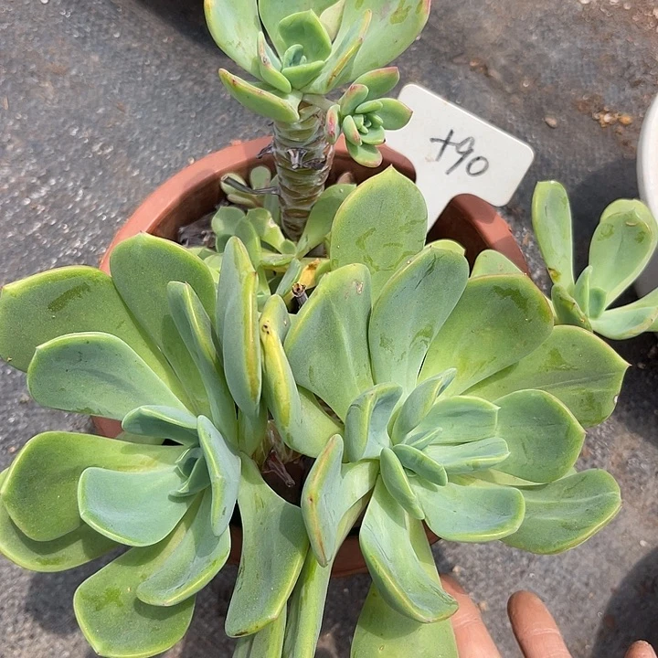 晨语多肉，一物一拍夕雾90